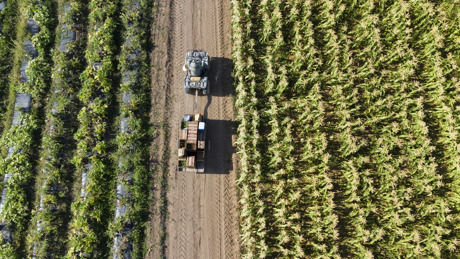 Agricultural harvest in Central Valley